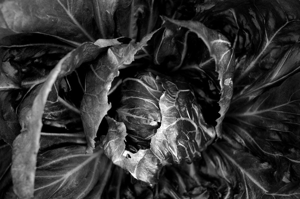Lettuce fine art black and white photography by CameraQueenPhoto