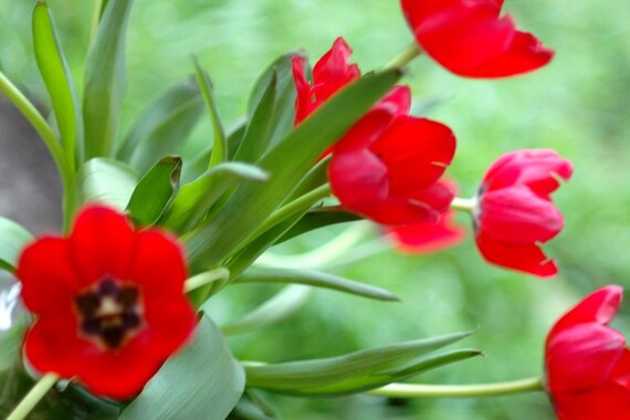 Red Tulips Abstract - fine art nature photo - Bold Red Tulips as an abstract art form - 8x12