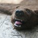 On the geeky side - needle felted bear skin