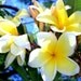 Lemon Chiffon Plumeria Frangipani cutting