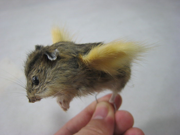 Hamster With Wings