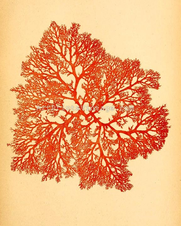Sea Life Print 8x10 Beach House Decor Vintage Illustration - Ocean Coastal Art Print No.P247