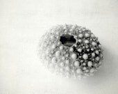 Urchin - Black and White Photography 5x7