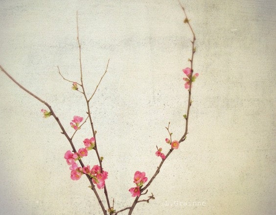 Modern Zen wall art Fine Art Photography print - spring small branch pink quince blossoms white spring minimal art 8x10