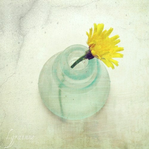 Yellow Zen - Fine Art Photography - dandelion flower photograph yellow aqua ice blue teal vase simple spring home decor photograph 5x5
