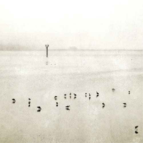 Minimalist landscape photograph - beach photograph sea shore birds grey wall art sea shore ocean nautical wall art 8x8 print