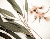 Eucalyptus botanical - spring photography minimal Fine Art Nature photography natural history flowers and leaves 8x10