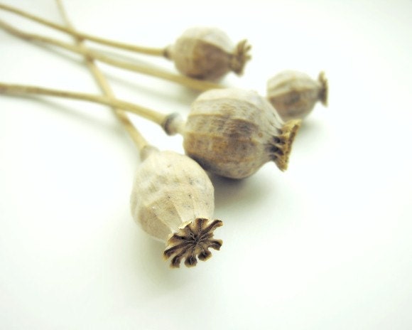 Last year - 8x10 botanical photograph - poppy seed pods natural history - GrainnePhotography