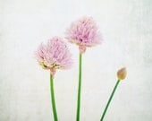 Chives,  Minimalist photo, Fine Art, fresh, Chive, flowers, pale lavender, pink, food, photo, kitchen art