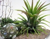 Spotted Turbo Air Plant Terrarium