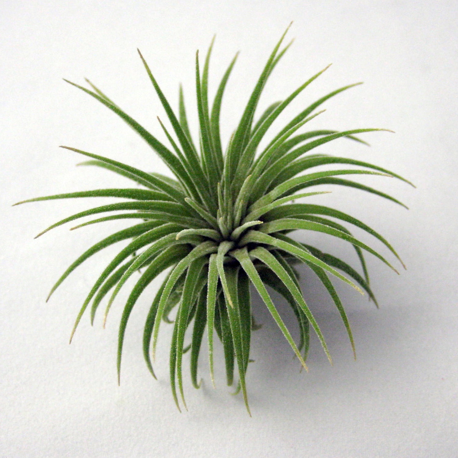 Single Ionantha Air Plant // Small to Medium