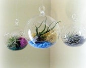 Simple Mini Air Plant Terrariums // Set of Three // Choose Your Colors