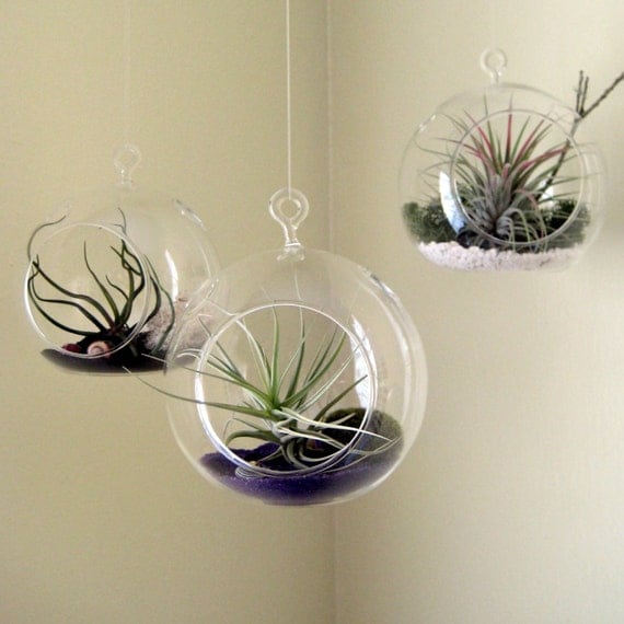 Set of Three Air Plant Terrarium // Home and Garden