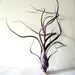 Tillandsia pseudobaileyi /// Air Plant