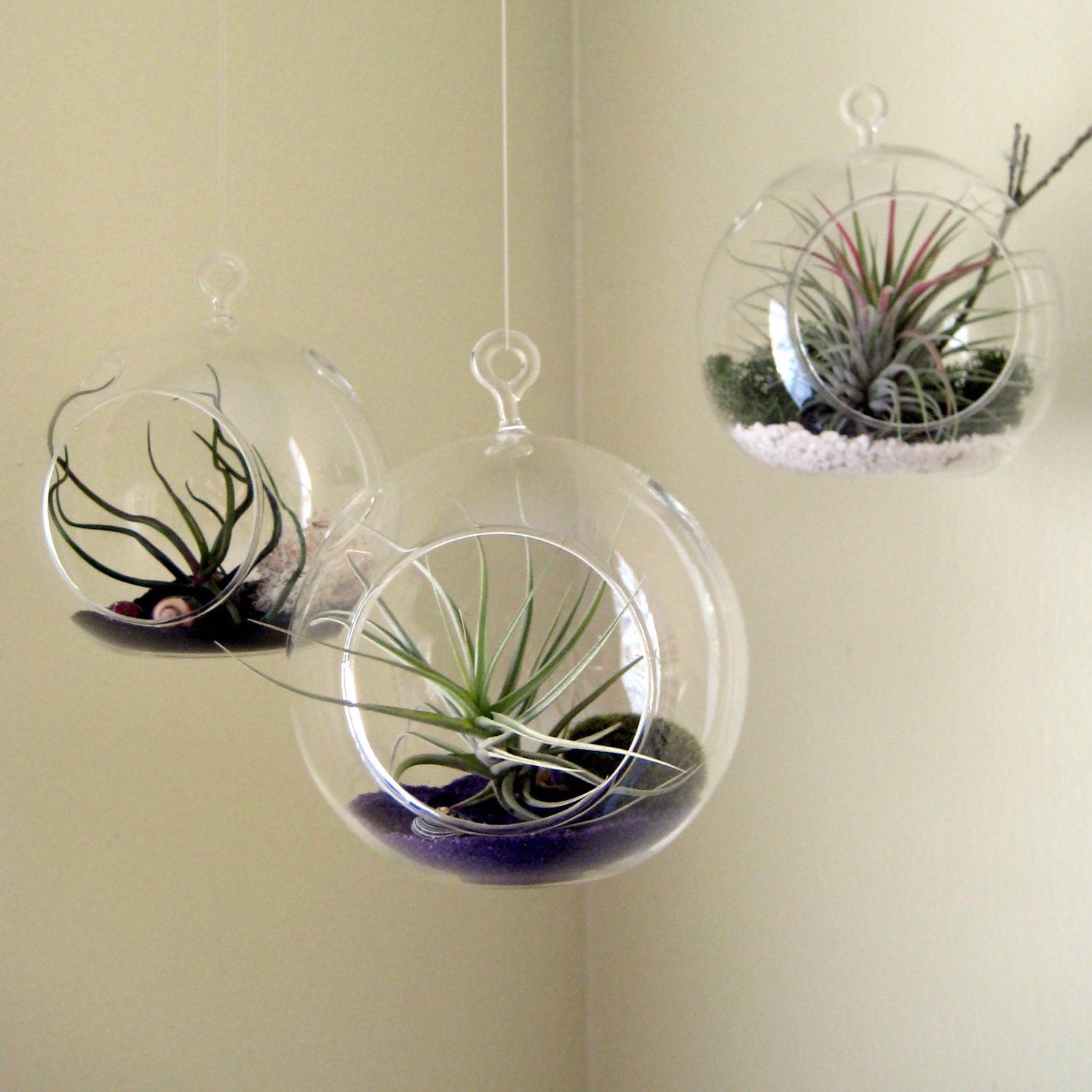 Set of Three Air Plant Terrarium // Home and Garden