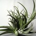 Tillandsia leonamiana cluster