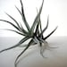 Tillandsia Paleacea // Air Plant // Terrarium
