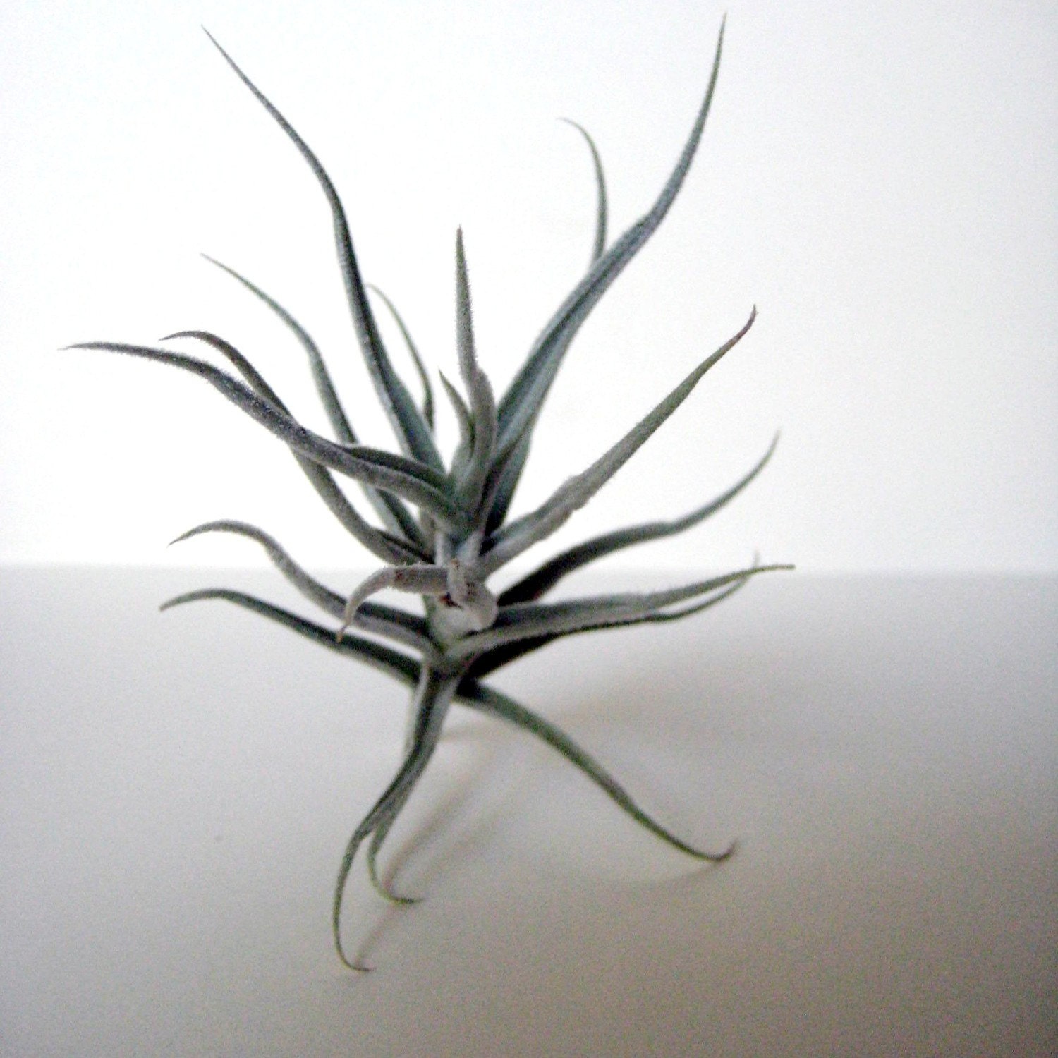 Tillandsia Paleacea // Air Plant // Terrarium