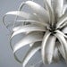 Tillandsia Xerographica