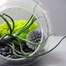 Bulbosa and Echinops Terrarium