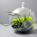 Bulbosa and Echinops Terrarium