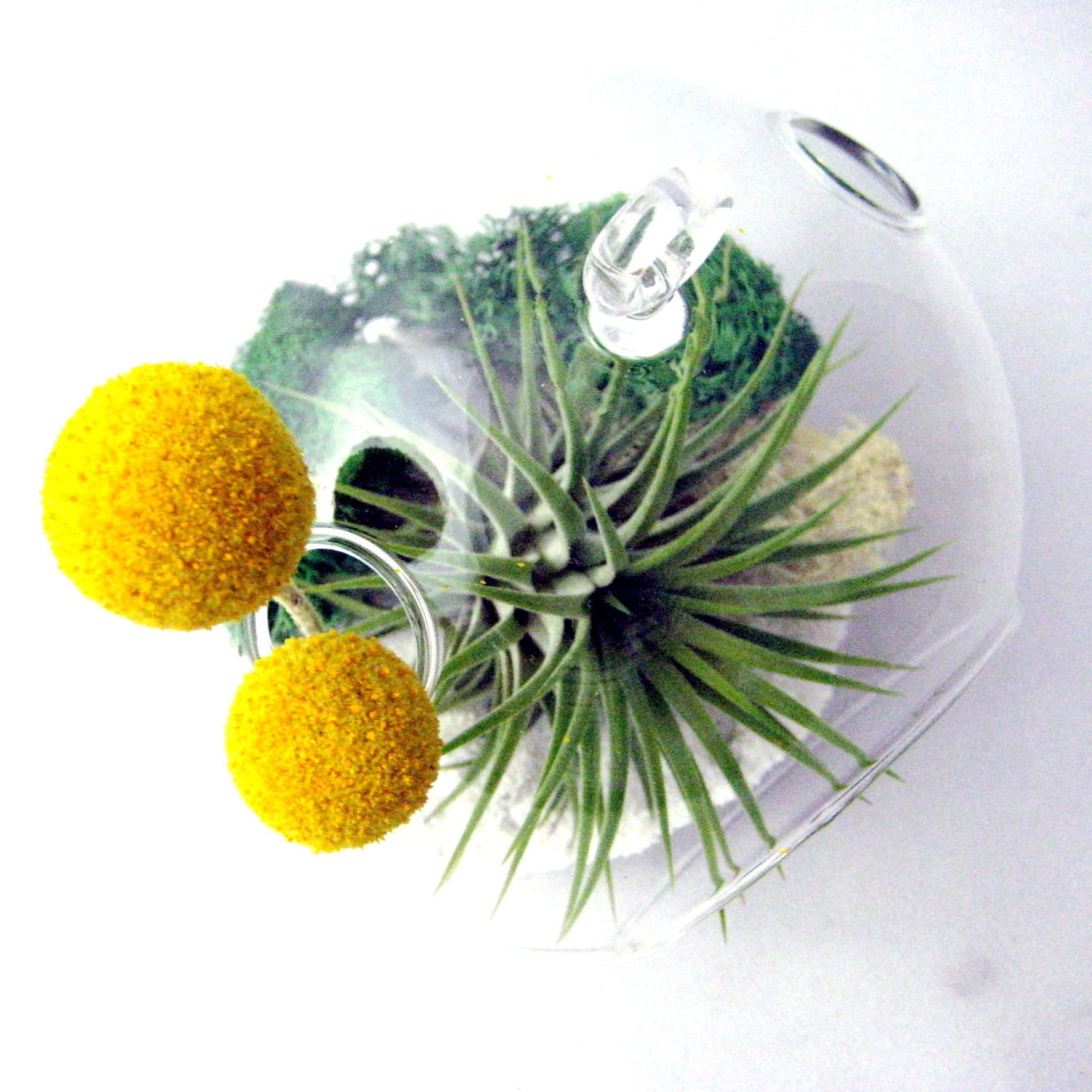 Tillandsia and Billy Buttons Part 2 // Air Plant Terrarium // Home and Garden