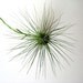 Tillandsia filifolia // Air Plant