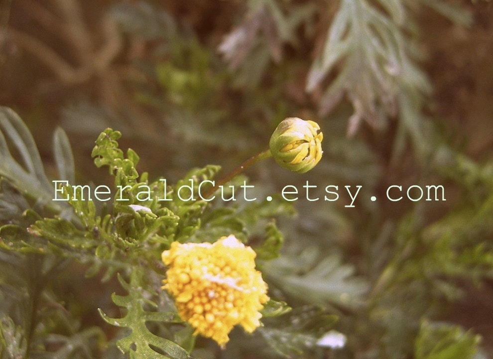 Nostalgic Yellow Daisies - 5x7 Print Photograph / Golden, Summer, Bud, Bloom, Contemplative, Optimistic, Magical