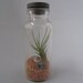 Tiny Terrarium Kit with Live Airplant