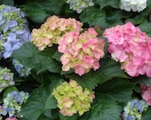 Spring Decor Flowers PASTEL HYDRANGEA BLOSSOMS, 12 x 8, Falmouth, Maine, Greenhouse, Fine Art Photograph