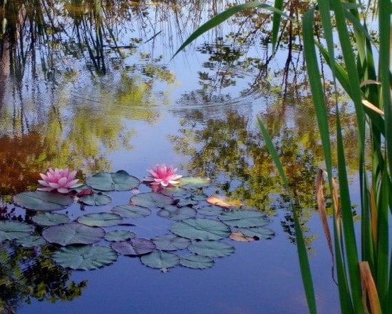 Photograph WATER LILIES, Coastal Maine Botanical Gardens, Boothbay Harbor, Maine,  Canvas Wrap Glicee PrInt, 36 x 24, Maine Water Garden