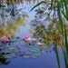 Photograph WATER LILIES, Coastal Maine Botanical Gardens, Boothbay Harbor, Maine,  Canvas Wrap Glicee PrInt, 36 x 24, Maine Water Garden