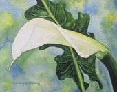 White Calla Lily, Barbara Rosenzweig, Art Print, Etsy, Flower Reproduction of Original Watercolor Painting, Exotic Green Leaf