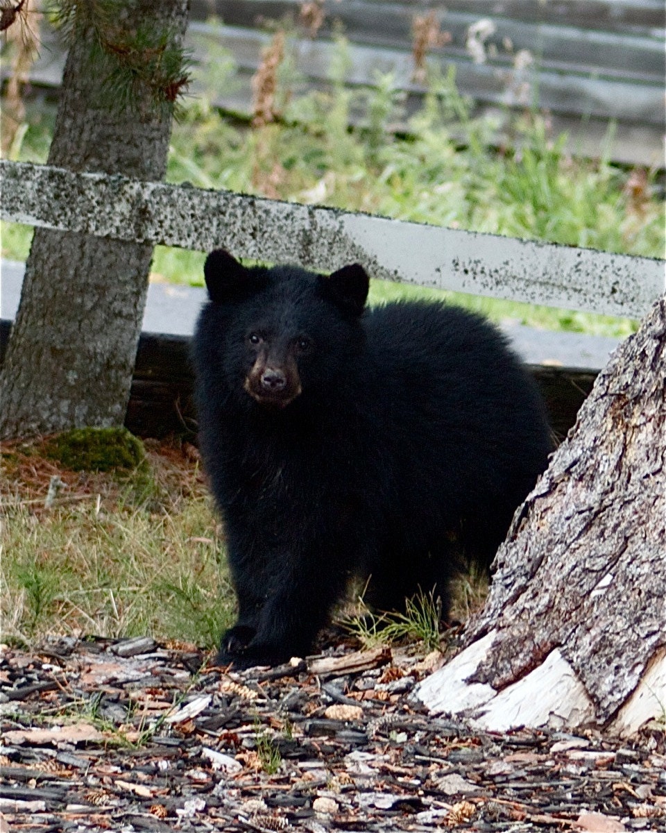 Fine Art Photography Prints , Animal Photo Art Print, 8X10 "Young Bear " Gifts under 30