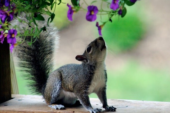 Fine Art Photography, Animal Photo Art Print, "Squirrel  "