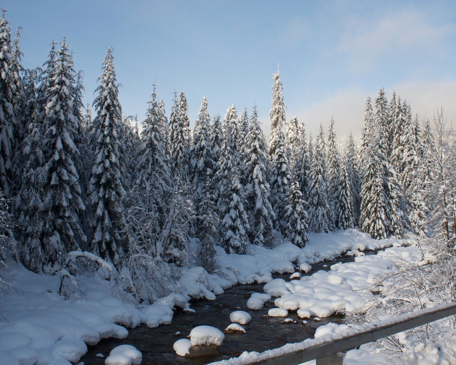 Fine Art Photography, Winter Scenic Photo Art Print, 8 X 10 "Snow Pines Landscape " Gifts under 30