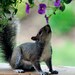 Fine Art Photography, Animal Photo Art Print, "Squirrel  "