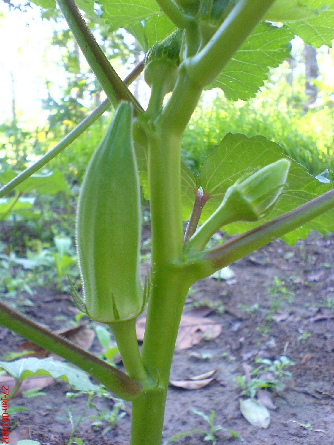 OkRa, LaDy FiNgEr, decorate your garden with our heirloom seeds from pAi organic GaRdEn