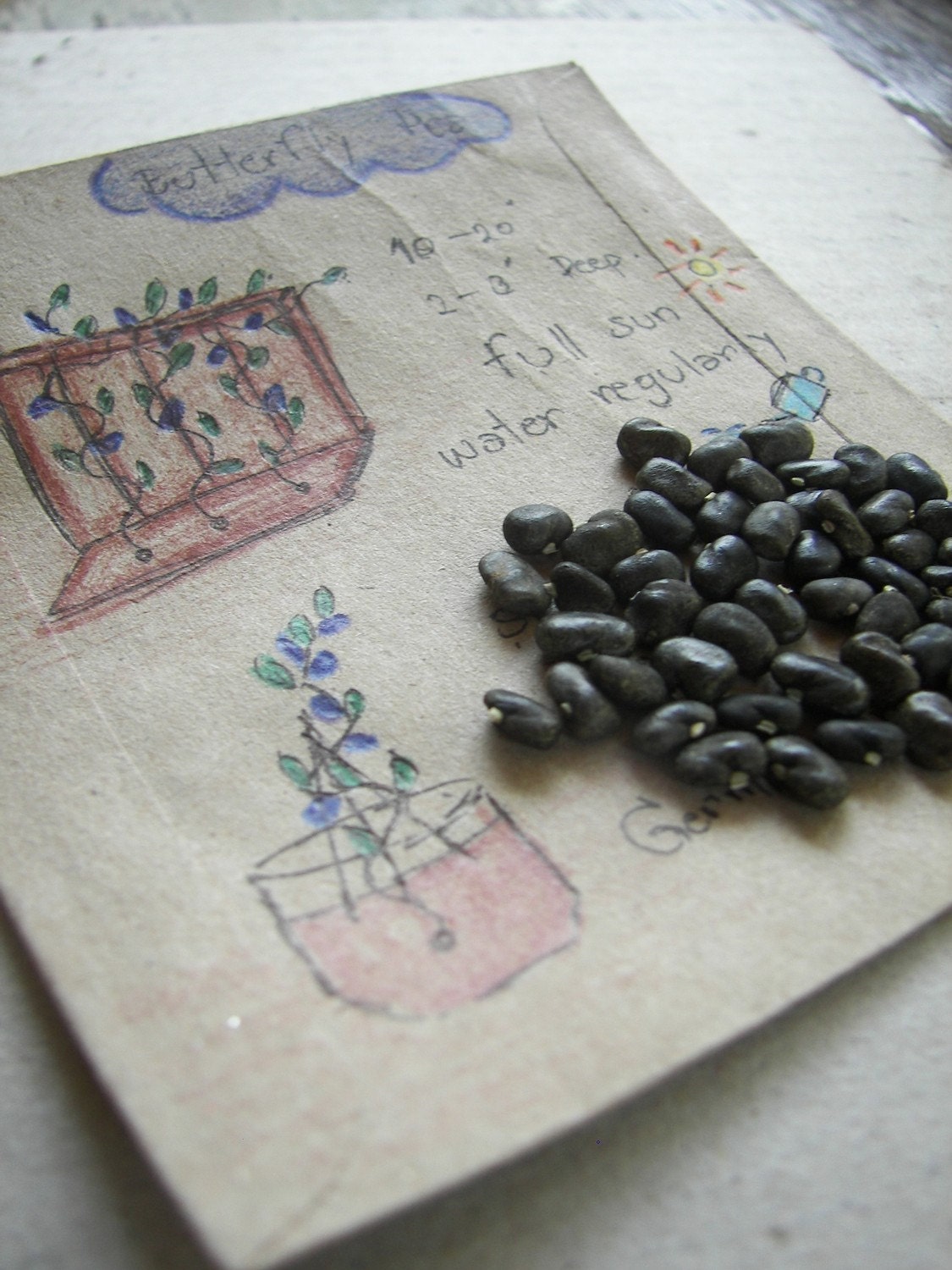 BuTtErfLy PeA, heirloom seeds from our organic garden