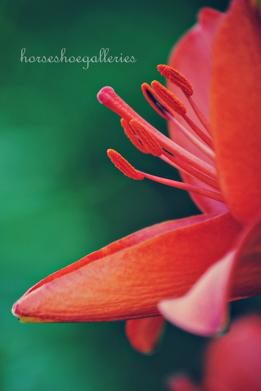 Summertime Daylily Reds, orange, green retro toned Nature Macro Photography
