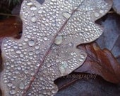 Morning Dew, Loch Ard, Scotland, 2010 - 8''x8'' Fine Art Photograph