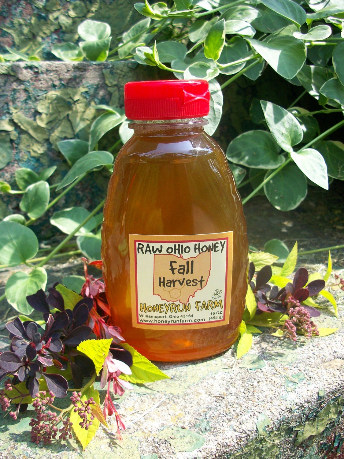 Raw Honey - Ohio Fall Harvest - 16 ounce jar