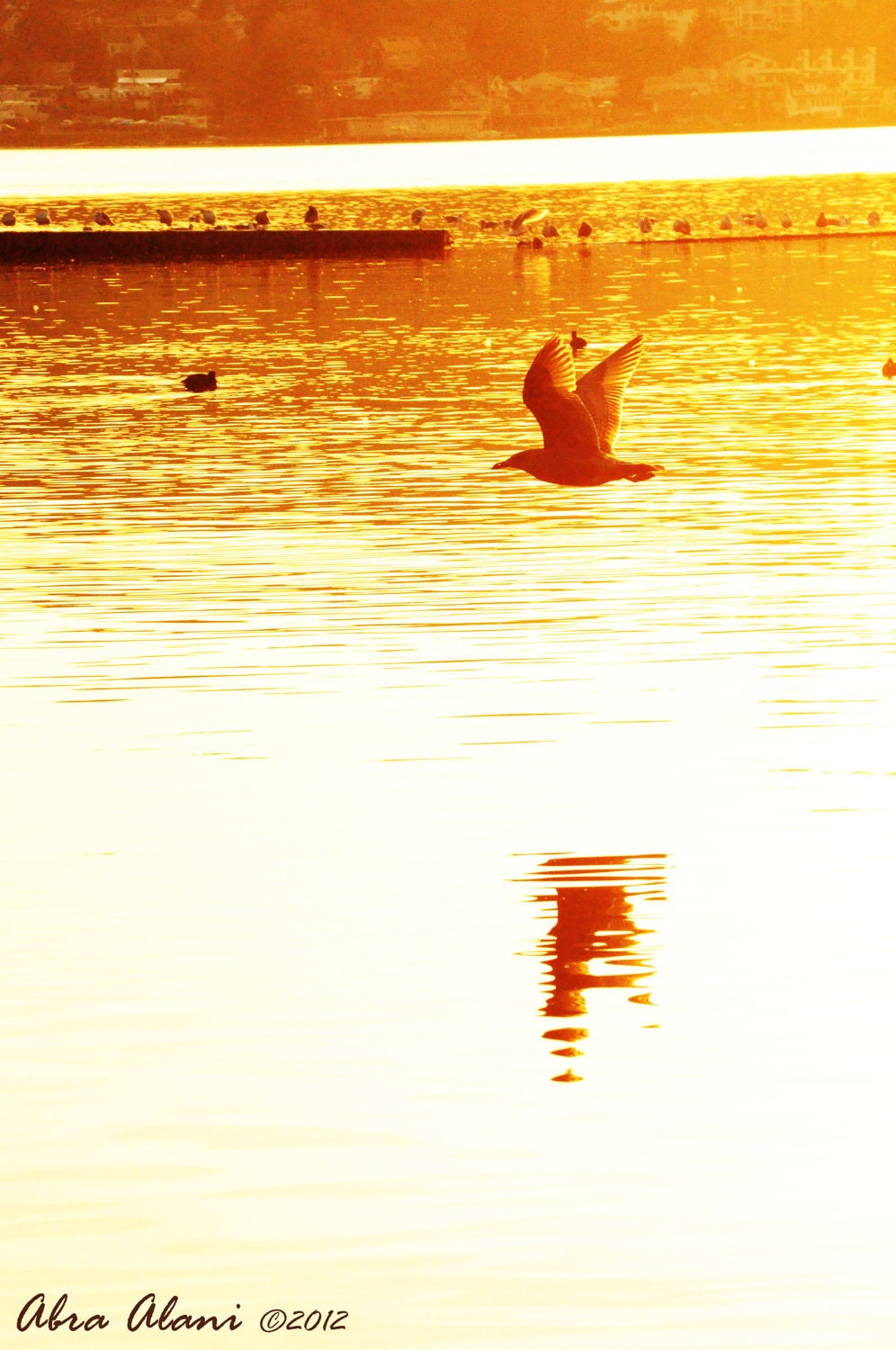 Five photo note cards - 6.5" x 5"  Seattle area birds
