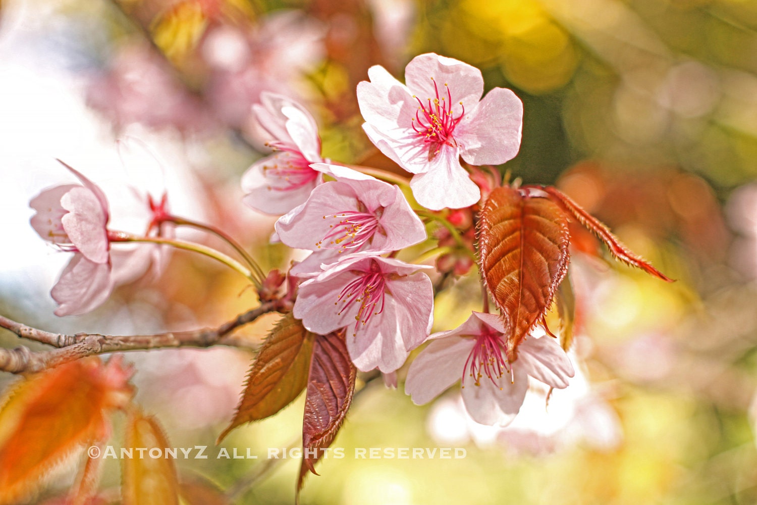cherry blossom flowers in the spring time 8x10 Fine Art Print