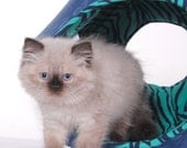 Cat Ball a Luxury Kitty Bed Handmade in Soft Microfiber