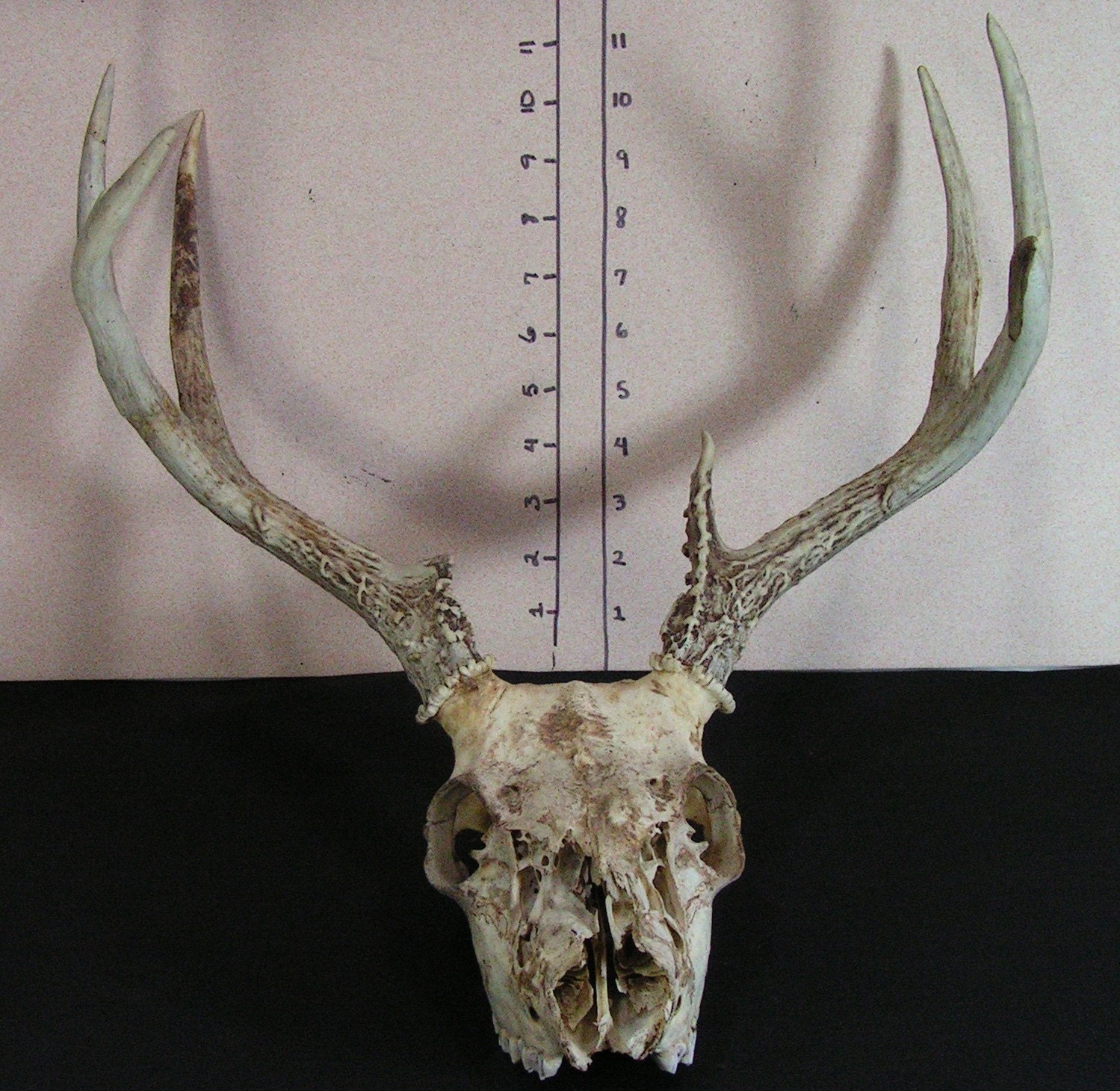 Deer Skull Antlers