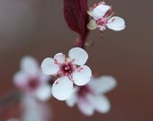 Blossom 1 - fatcatimages