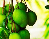 Mangoes 8X10 Fine Art Photograph