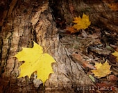 Maple Leaf 8X10 Fine Art Photograph - AprilLahti