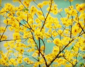 Sunshine Tree 8X10 Fine Art Photograph